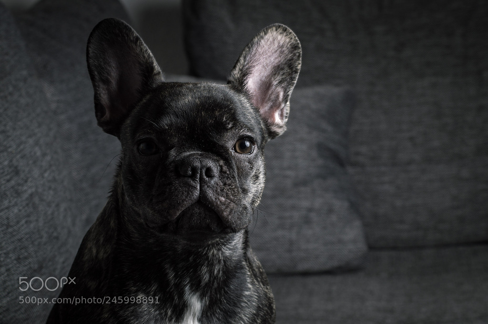 Sony SLT-A37 sample photo. French bulldog photography