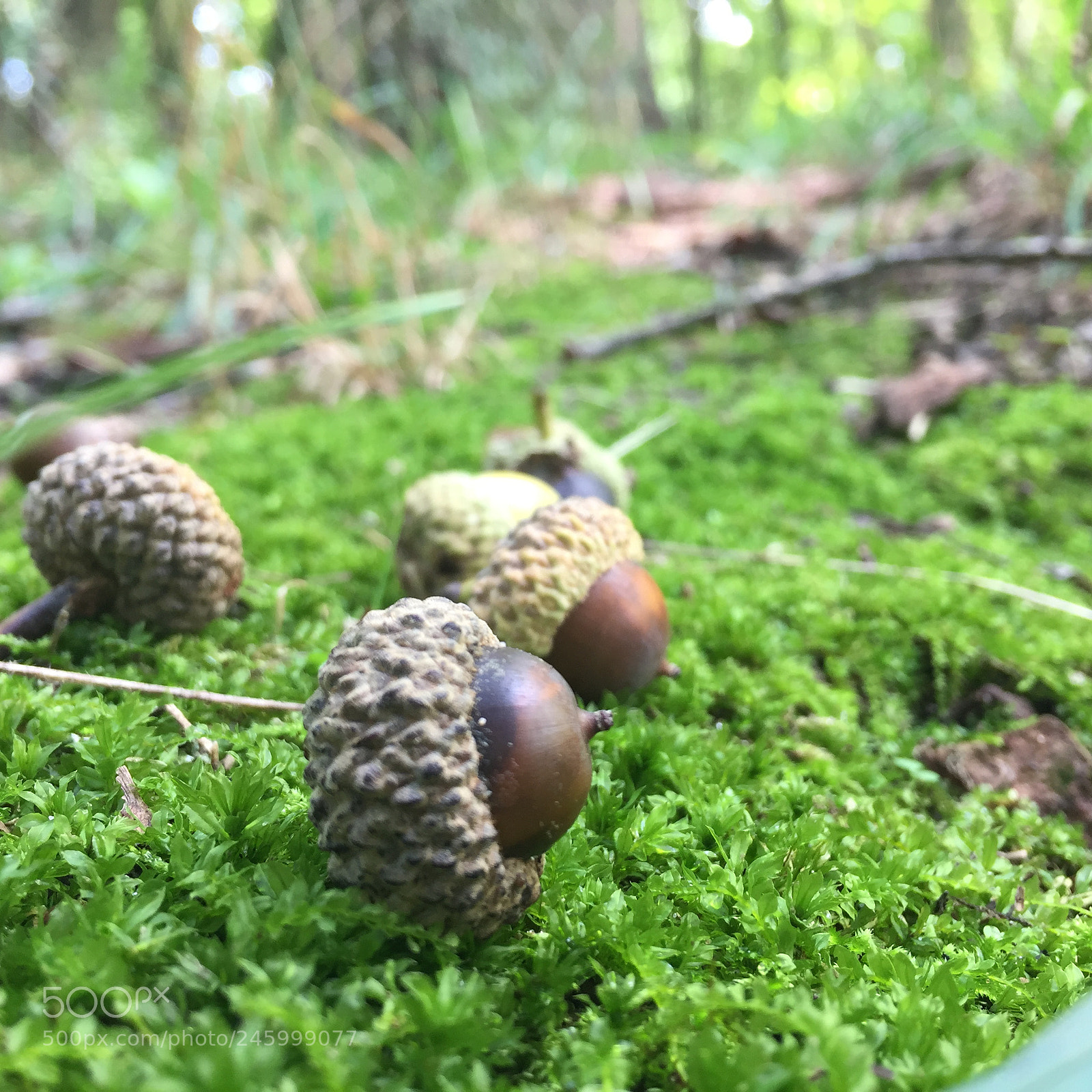 Apple iPhone 6 Plus sample photo. Acorns photography