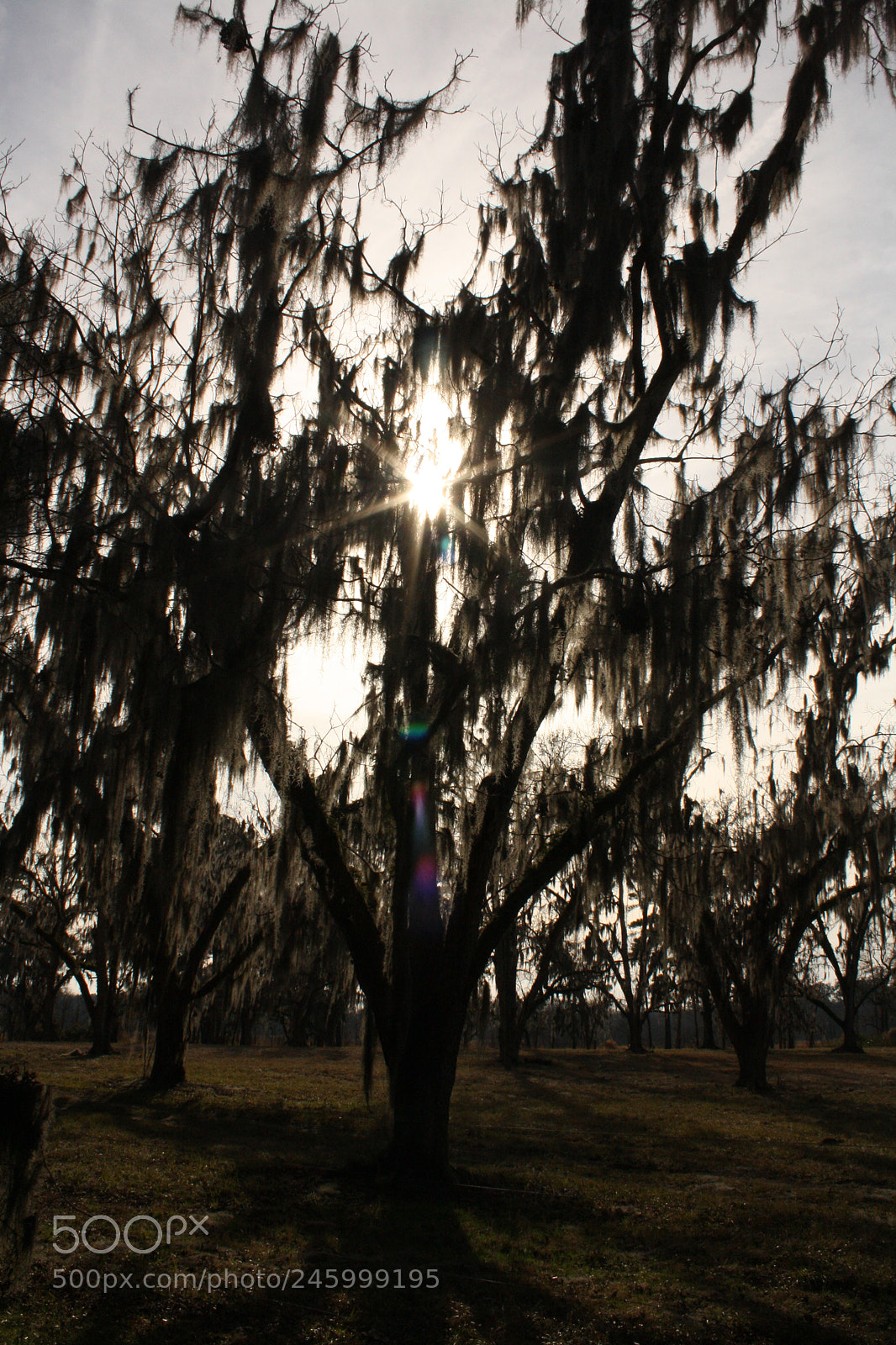 Canon EOS 1000D (EOS Digital Rebel XS / EOS Kiss F) sample photo. Shadow tree photography