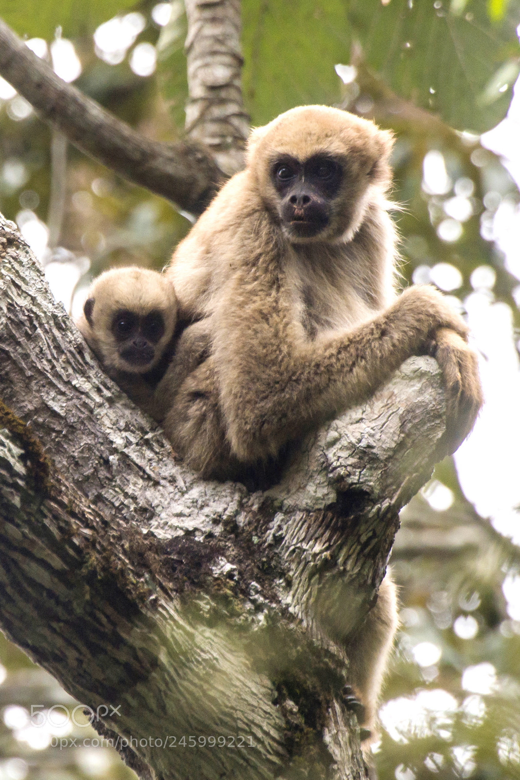 Nikon D800 sample photo. Muriqui-do-norte brachyteles hypoxanthus northern photography