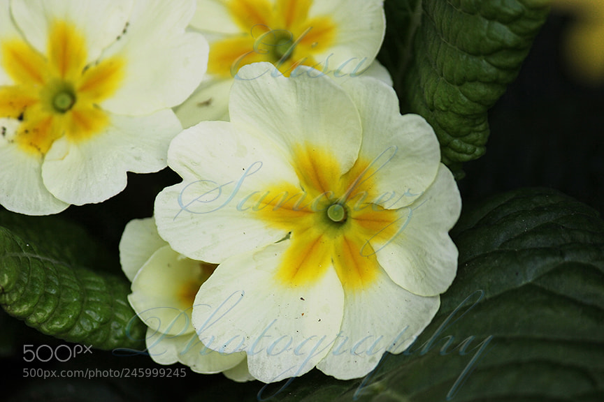 Canon EOS 550D (EOS Rebel T2i / EOS Kiss X4) sample photo. # 15 - white flower photography