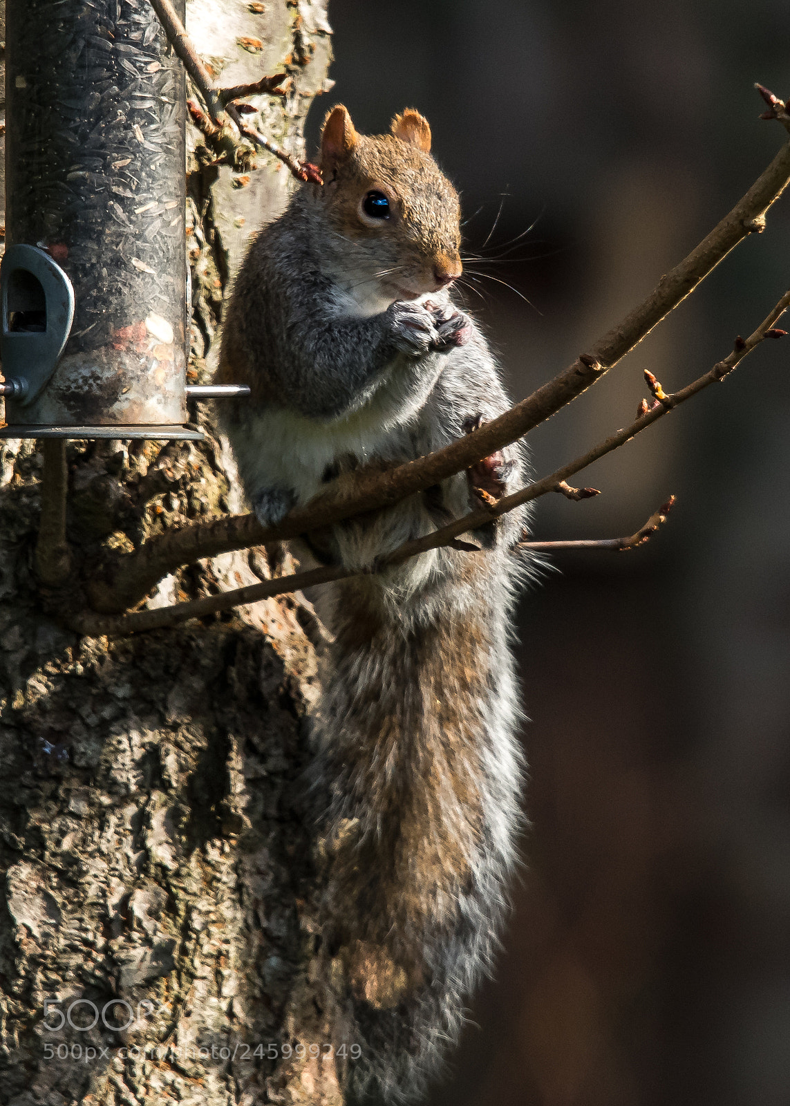 Nikon D850 sample photo. Stealing nuts photography