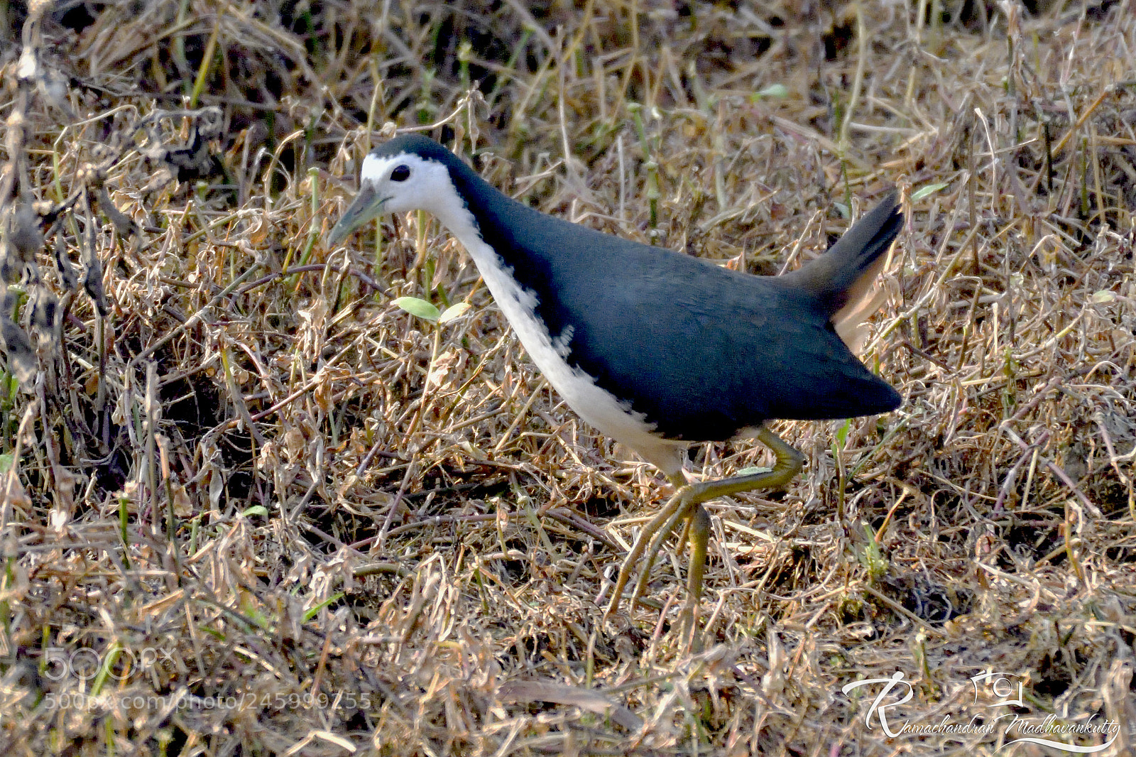 Nikon D500 sample photo. White breasted waterhen photography