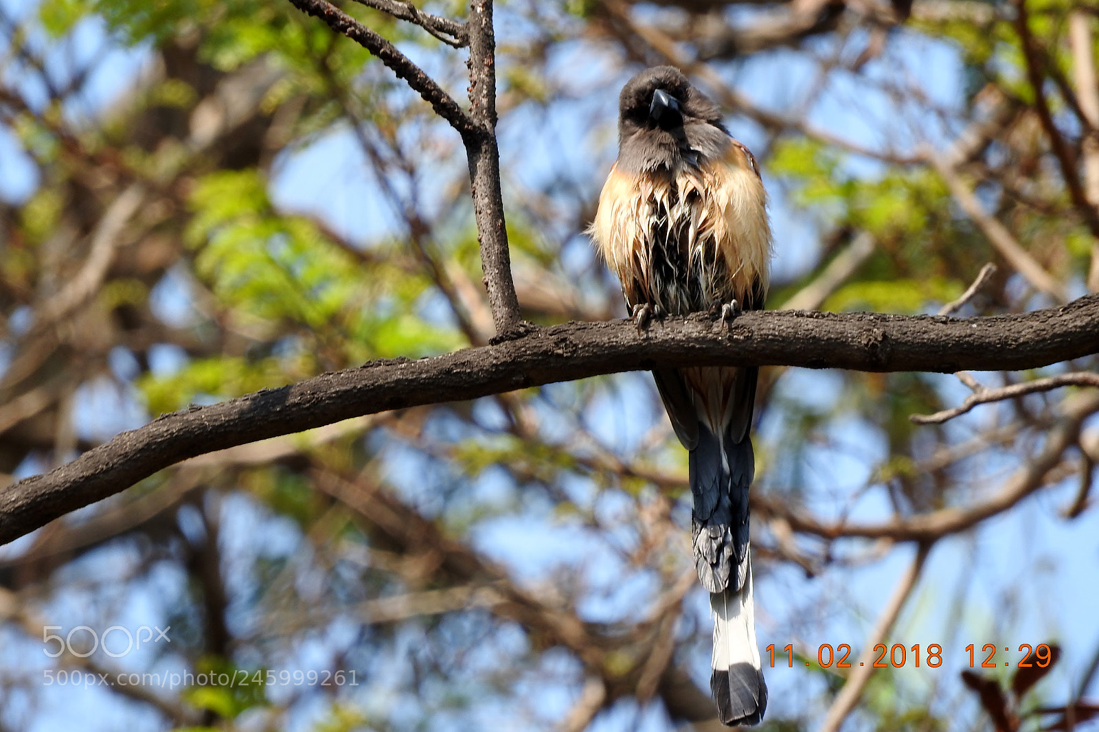 Nikon Coolpix P610 sample photo. Treepie photography