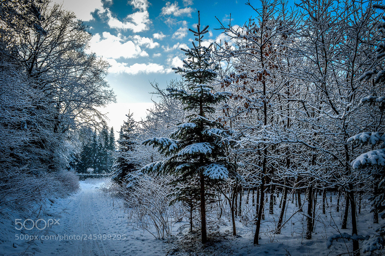 Nikon D3200 sample photo. Fir covered in snow photography