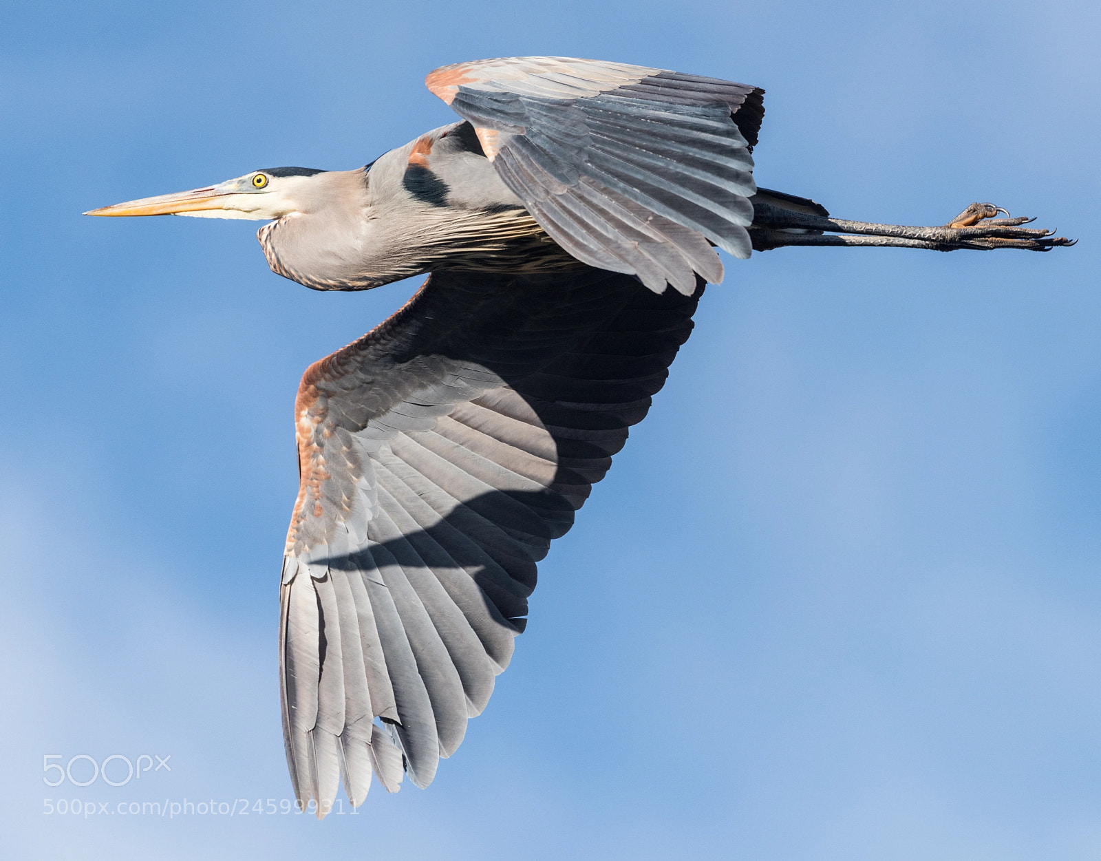 Nikon D810 sample photo. Great blue heron-me and photography