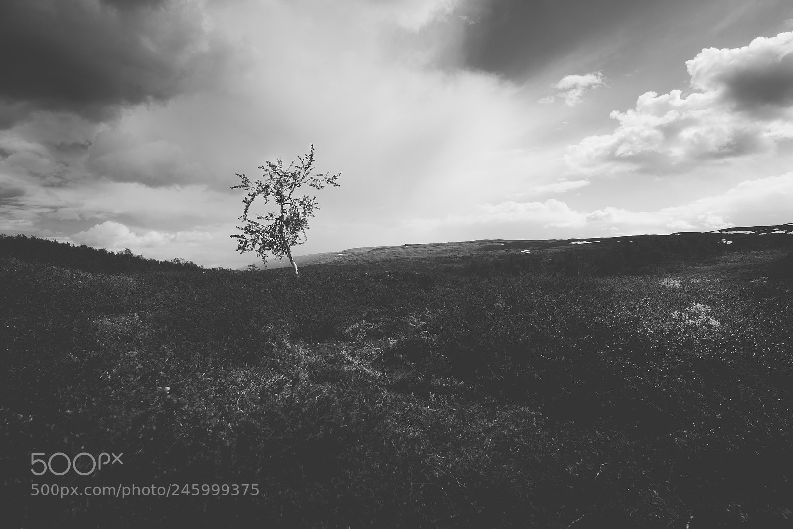 Nikon D610 sample photo. Mountain birch photography