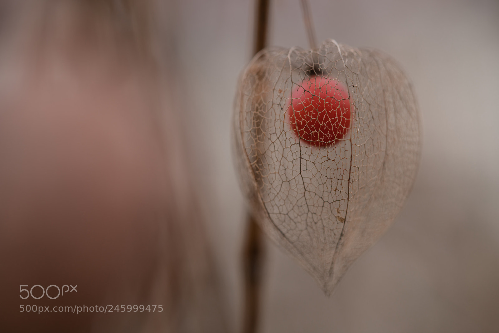Sony a7R II sample photo. Lantern photography