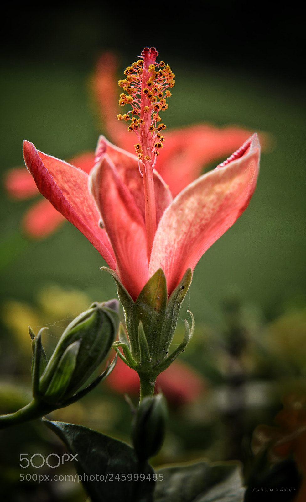 Nikon D610 sample photo. Heart trophies .. photography