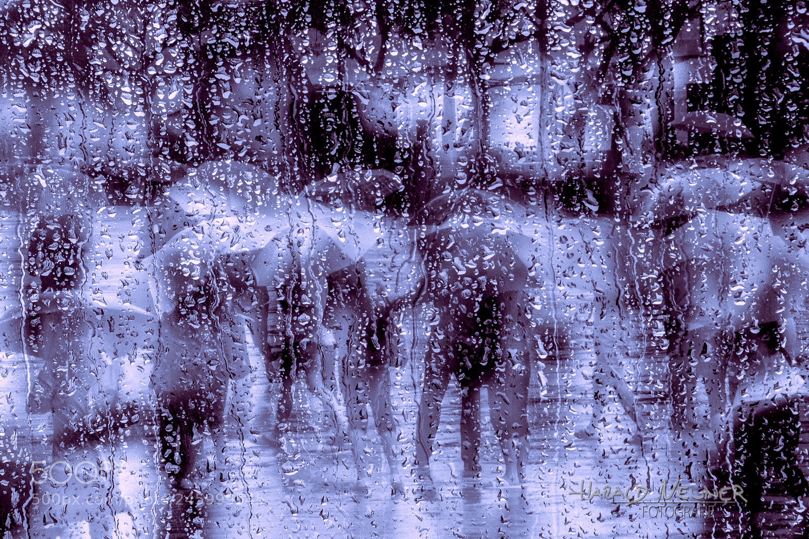 Nikon D600 sample photo. Another rainy day purple photography