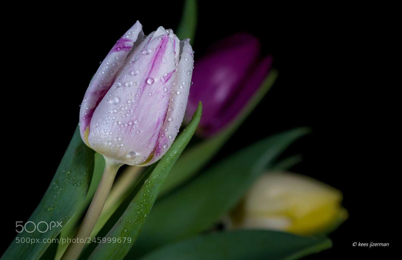 Sony SLT-A77 sample photo. Colors. photography