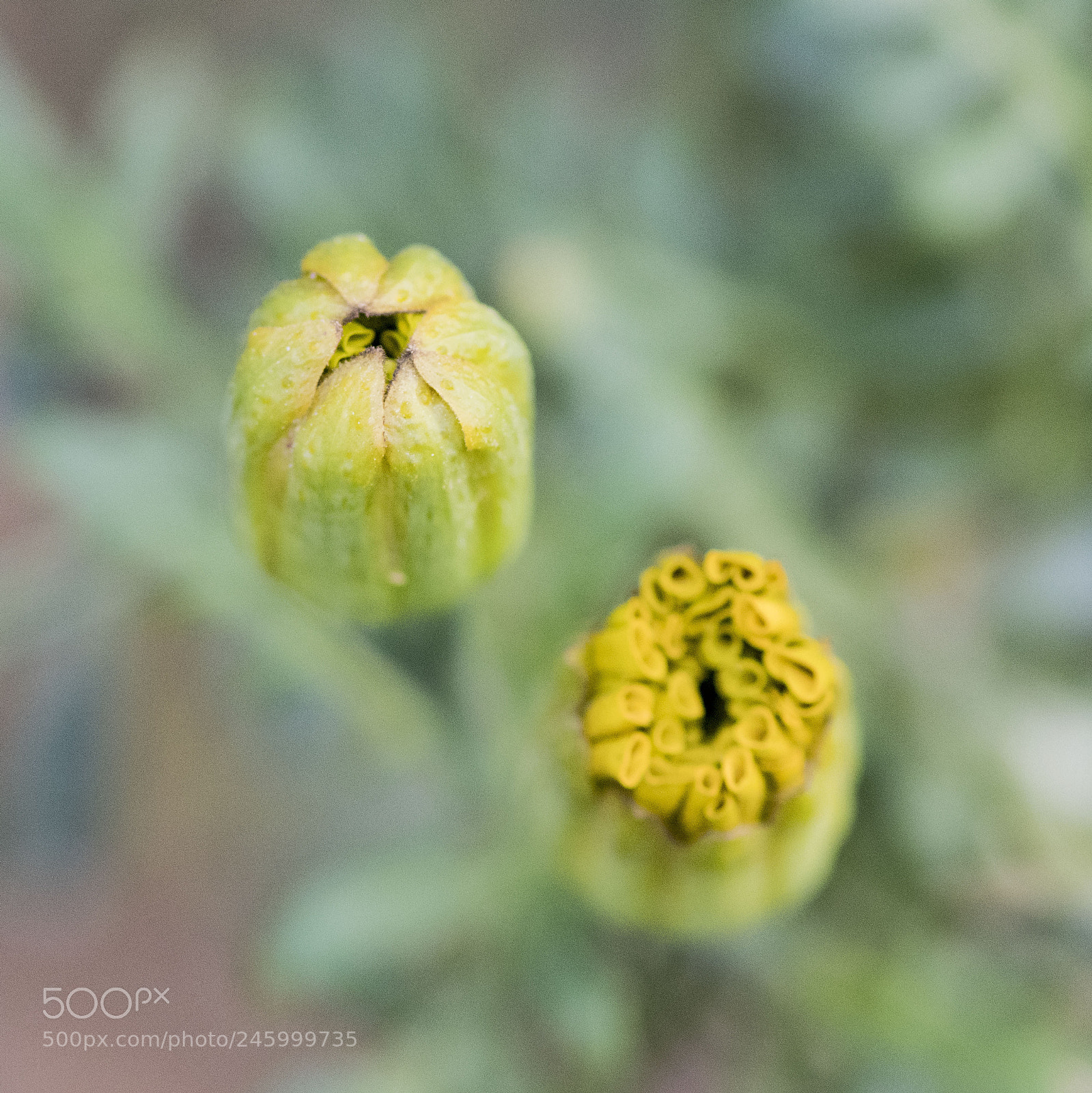 Nikon D500 sample photo. Flower photography