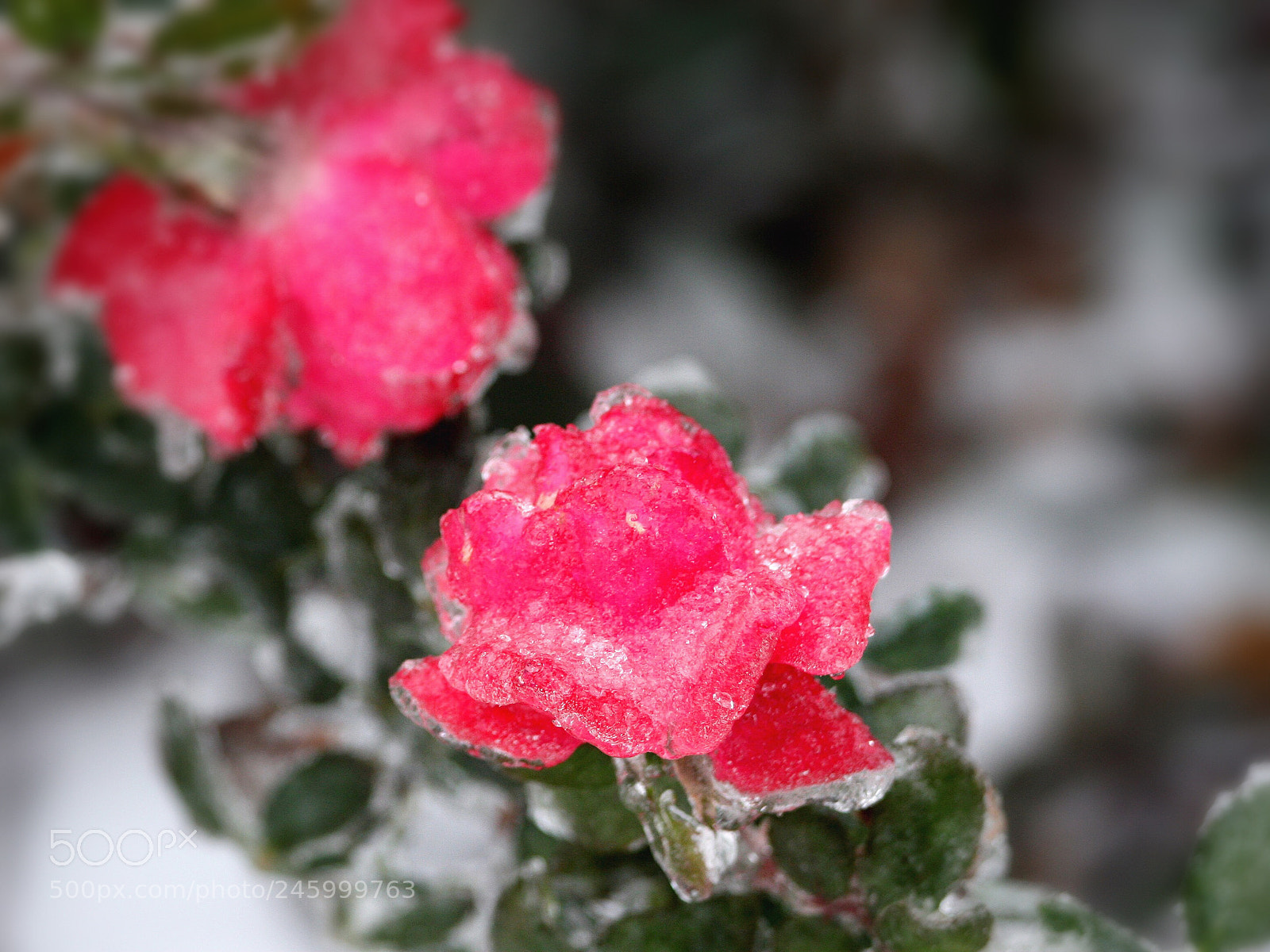 Canon EOS 30D sample photo. The rose covered by photography