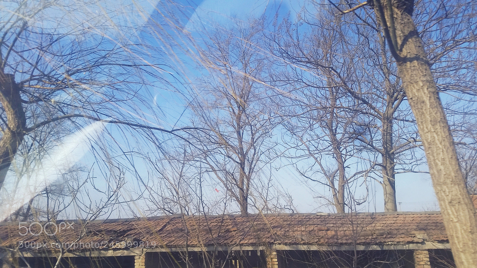 Samsung Galaxy S5 sample photo. Trees outside the car photography