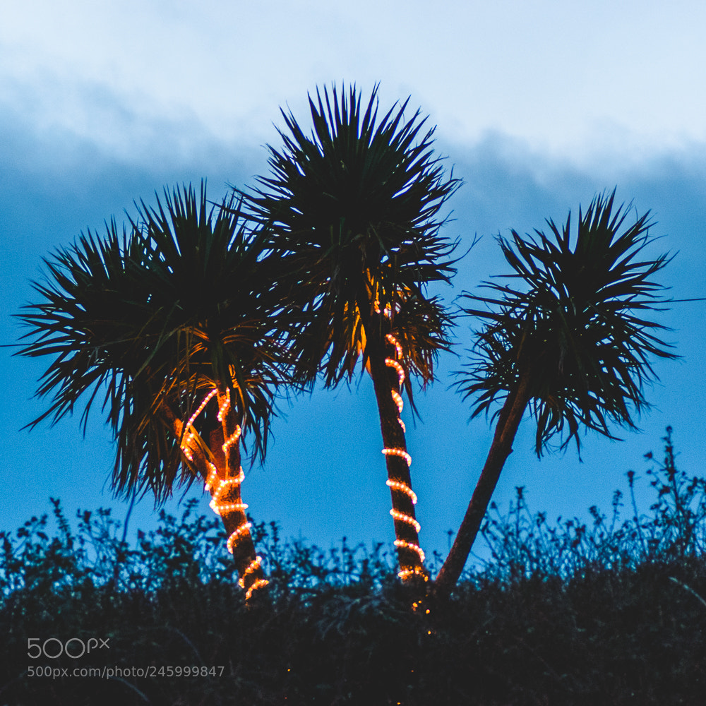 Nikon D5600 sample photo. Light trees photography