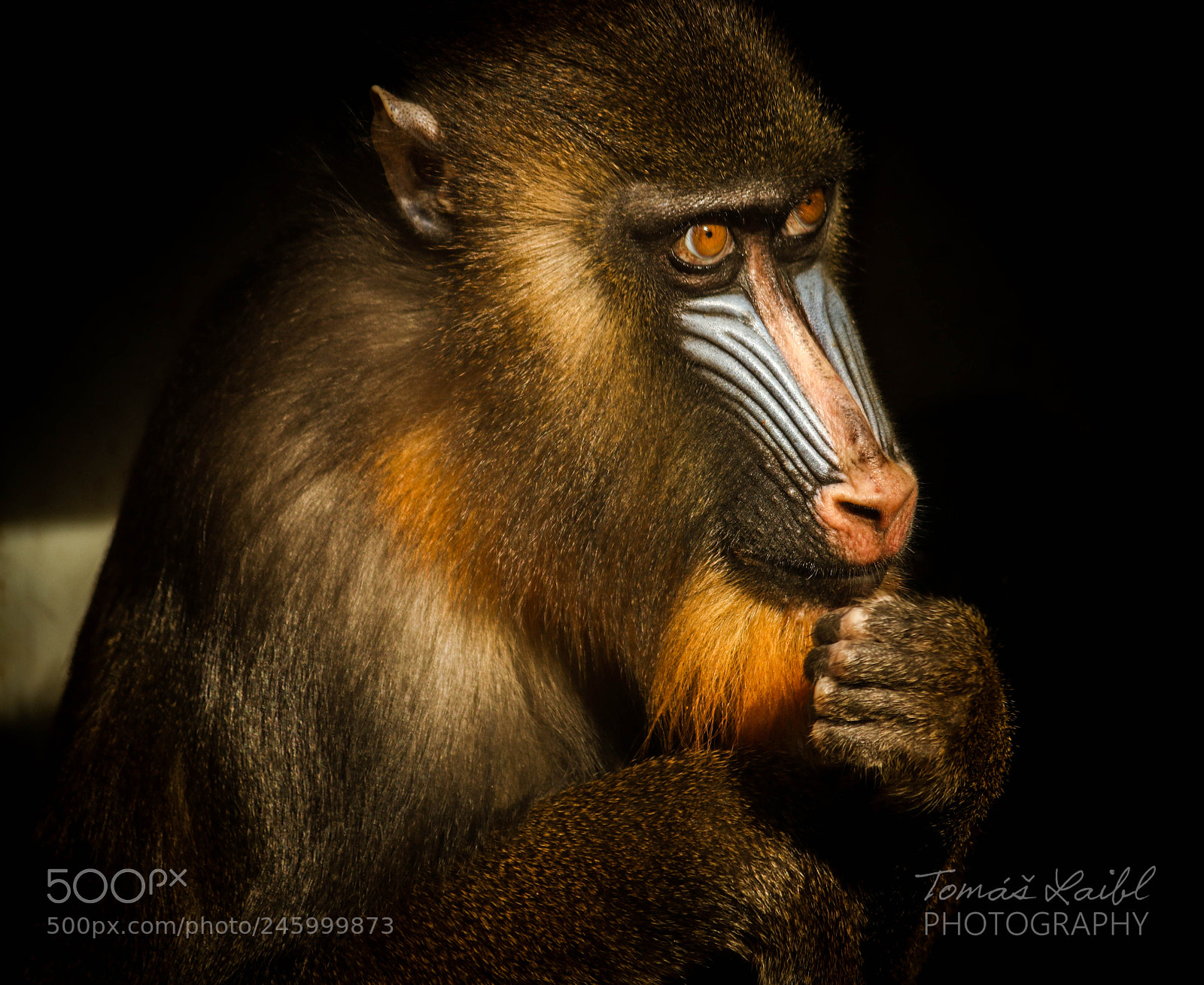 Canon EOS 7D Mark II sample photo. The mandrill photography