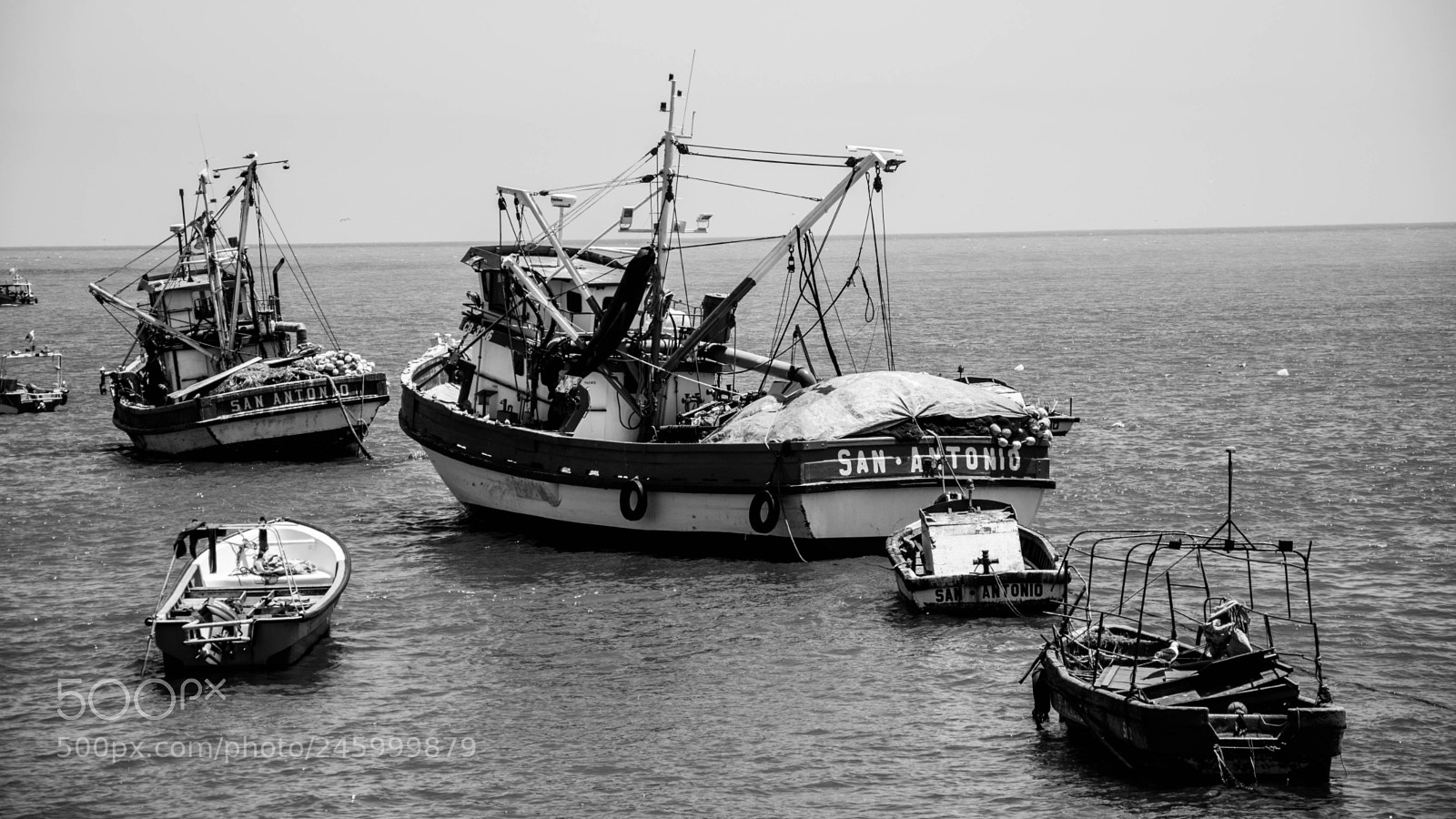 Nikon D90 sample photo. Follow the herd photography