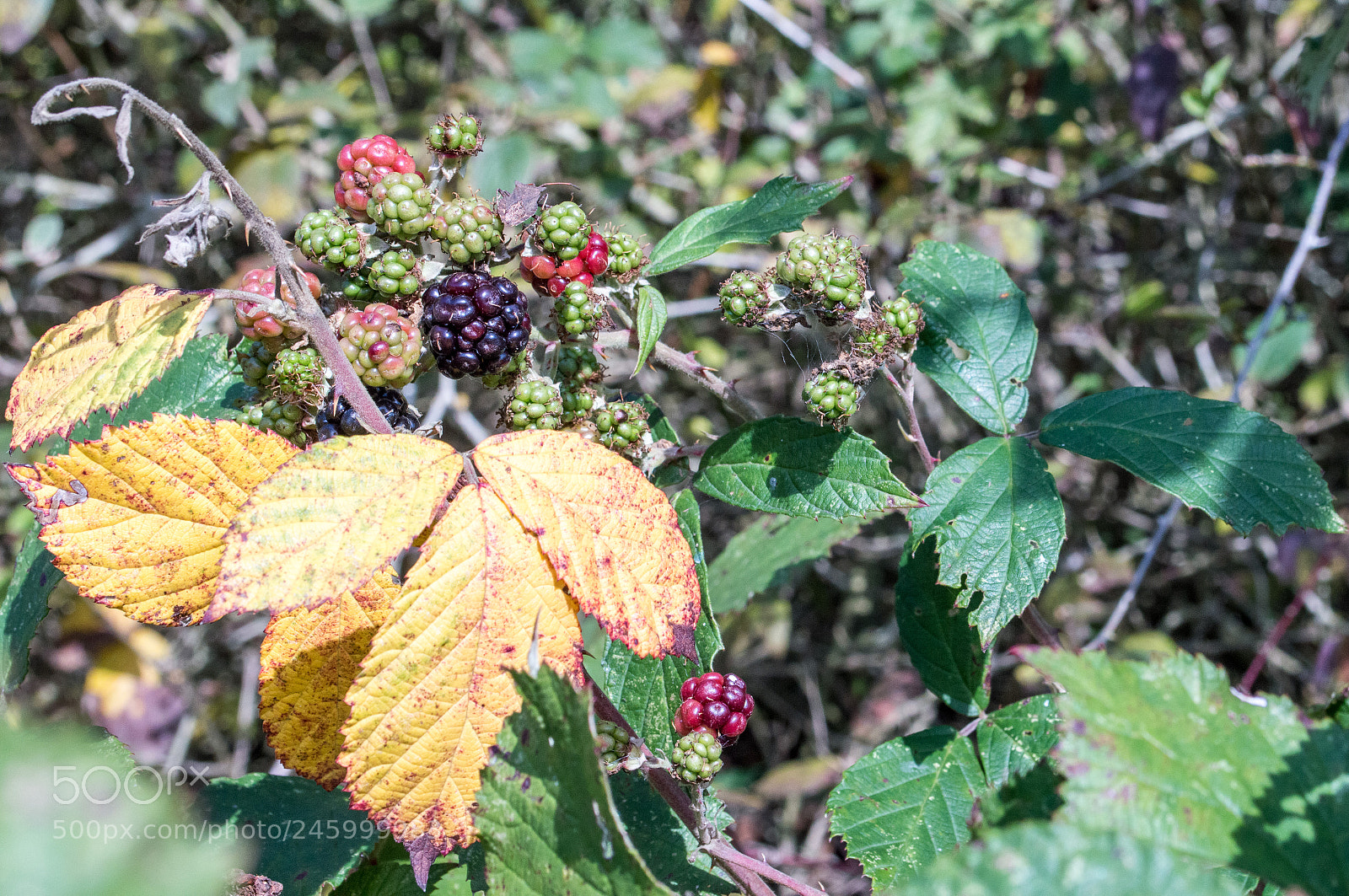 Nikon D3200 sample photo. 24209784578.jpg photography