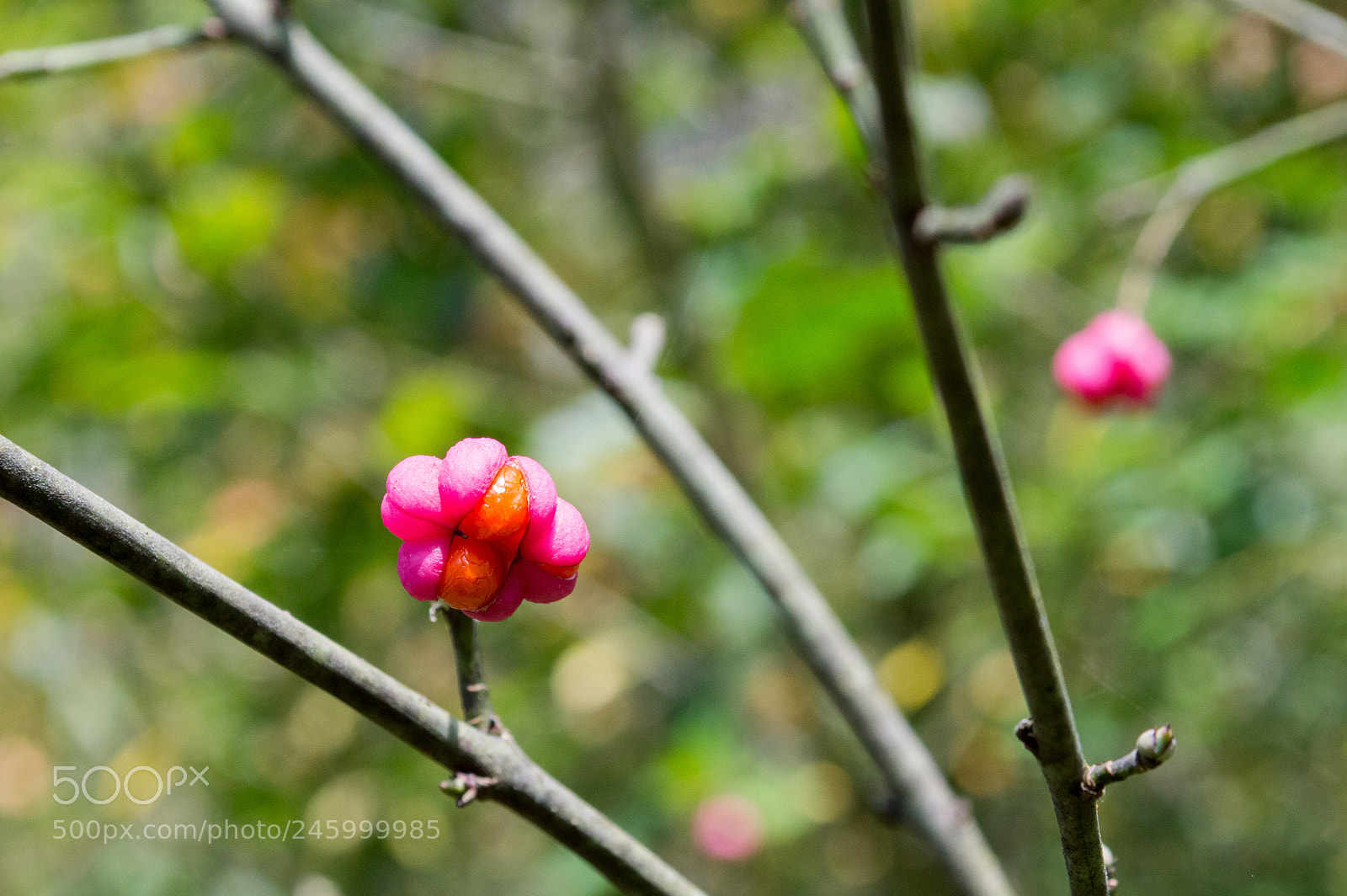 Nikon D3200 sample photo. 24209787648.jpg photography