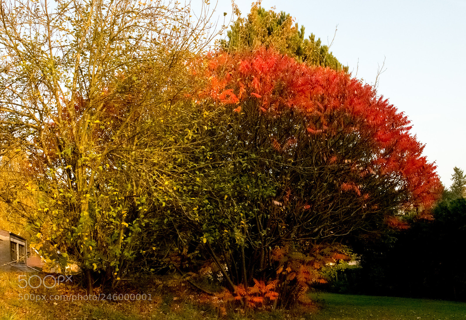 Nikon D3200 sample photo. 38062359281.jpg photography