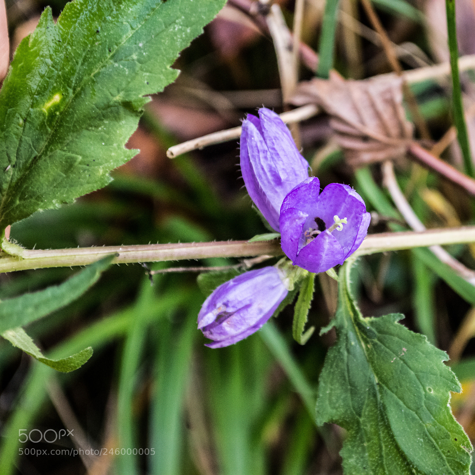 Nikon D3200 sample photo. 24209768718.jpg photography