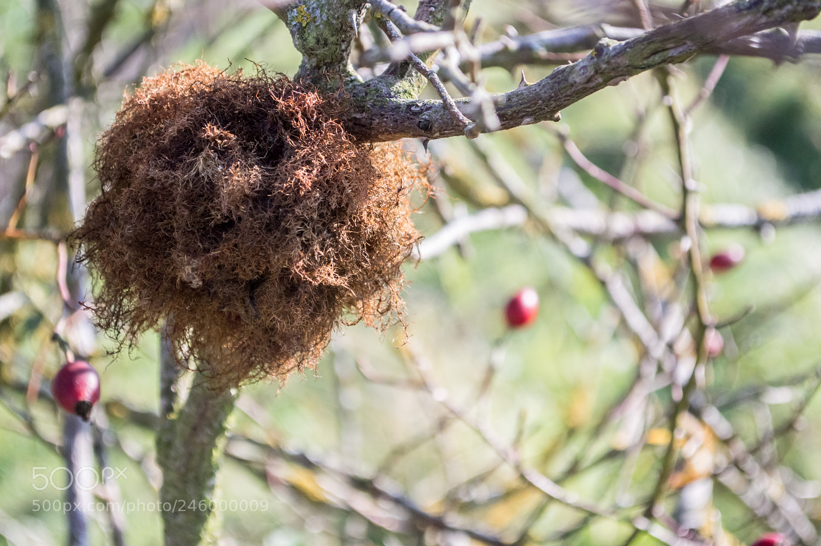 Nikon D3200 sample photo. 38031286822.jpg photography