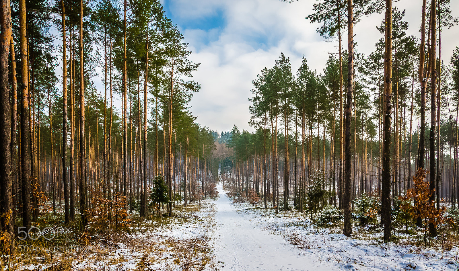 Nikon D5100 sample photo. Through the forest. photography