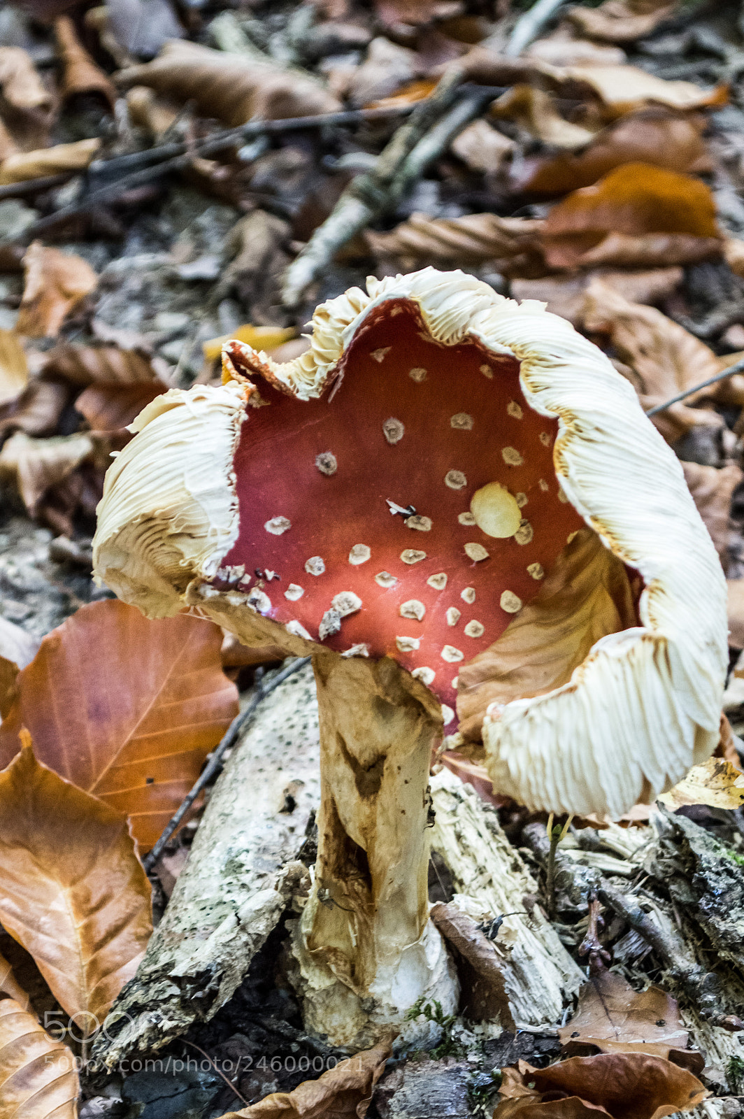 Nikon D3200 sample photo. 38062338591.jpg photography