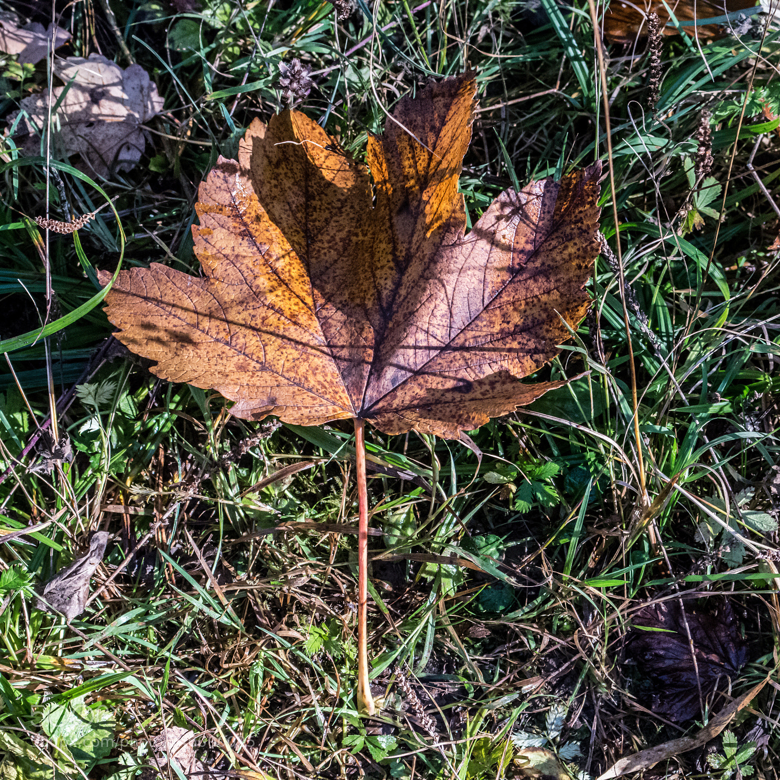 Nikon D3200 sample photo. 26285893059.jpg photography