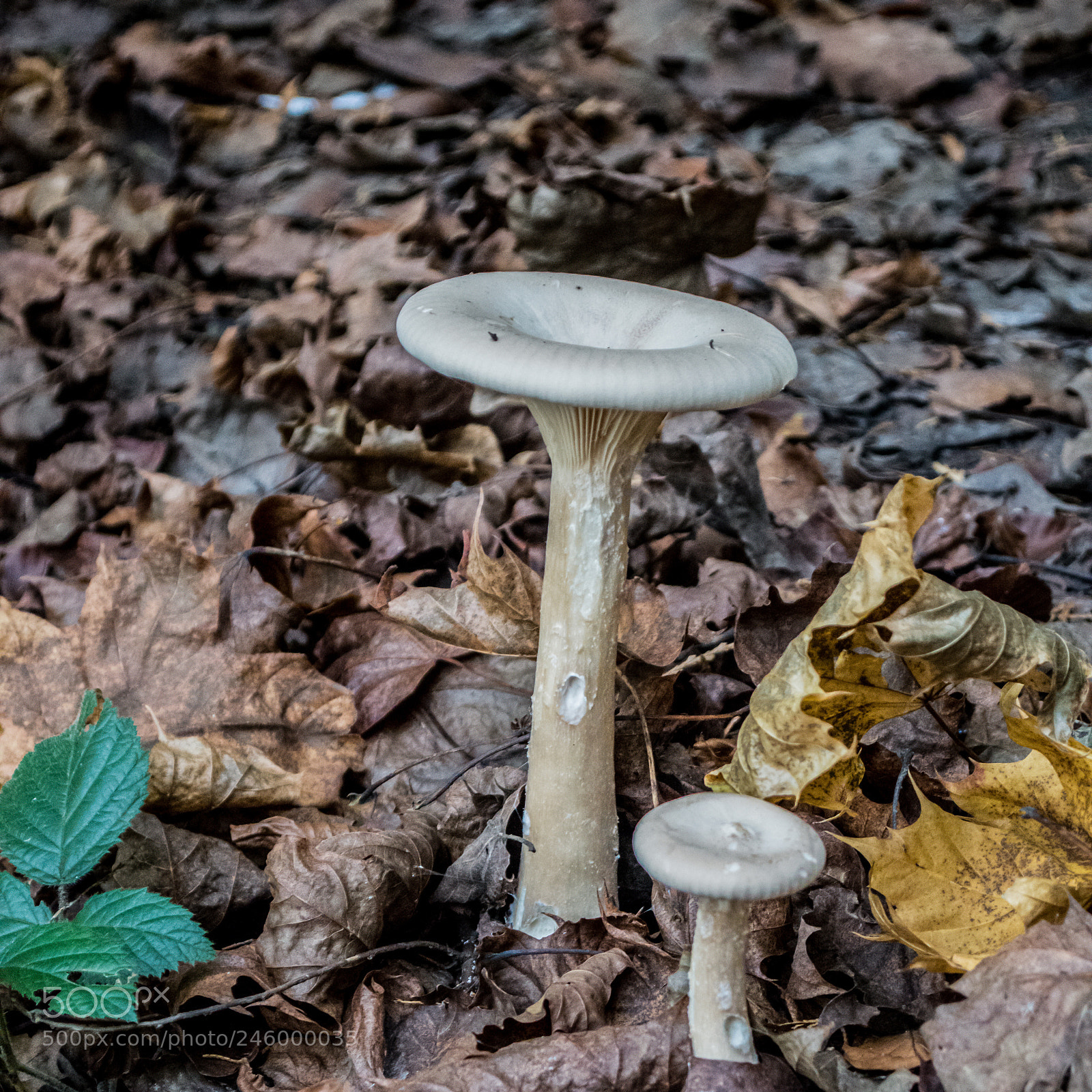 Nikon D3200 sample photo. 38031246942.jpg photography