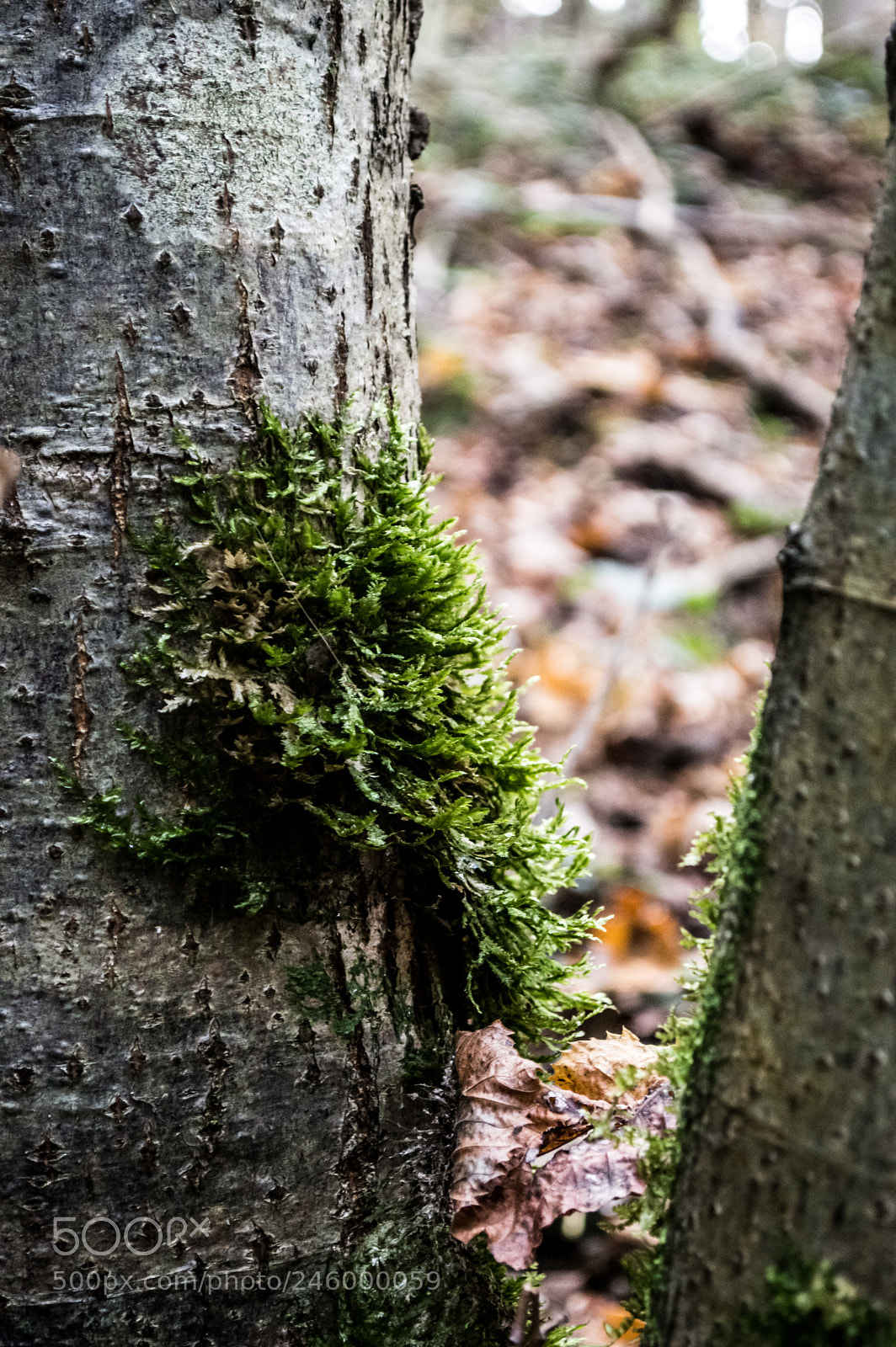 Nikon D3200 sample photo. 38031241012.jpg photography