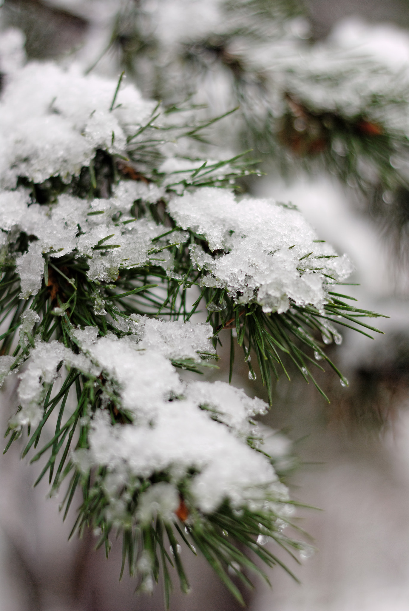 Nikon D3000 + Nikon AF Nikkor 50mm F1.8D sample photo. Covered in the snow photography