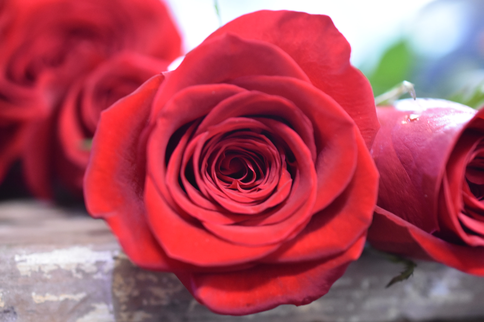 Nikon AF-S DX Micro Nikkor 40mm F2.8 sample photo. Waiting for my valentine photography