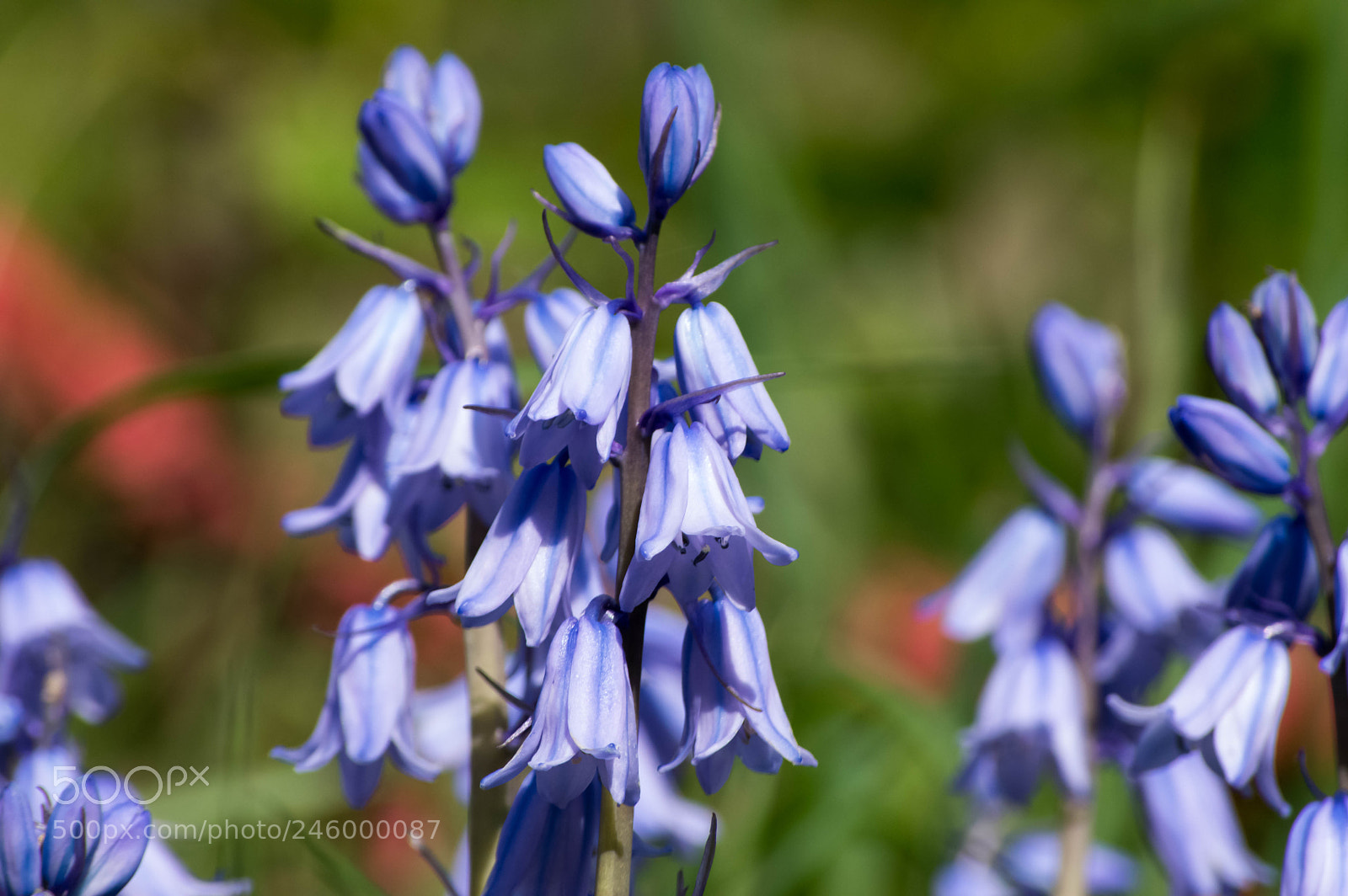Nikon D3200 sample photo. 35961689185.jpg photography