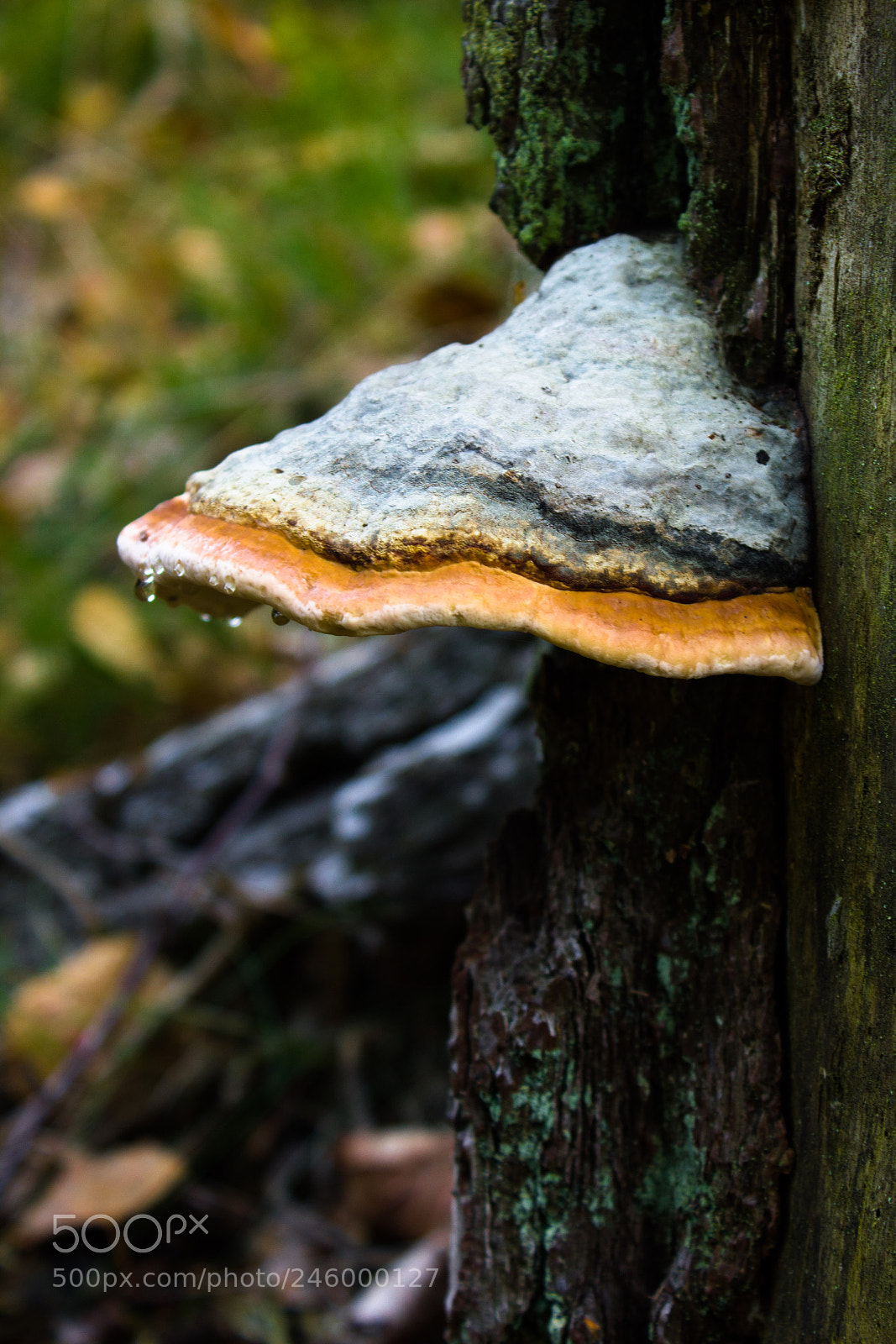 Canon EOS 550D (EOS Rebel T2i / EOS Kiss X4) sample photo. Mushroom on a tree photography