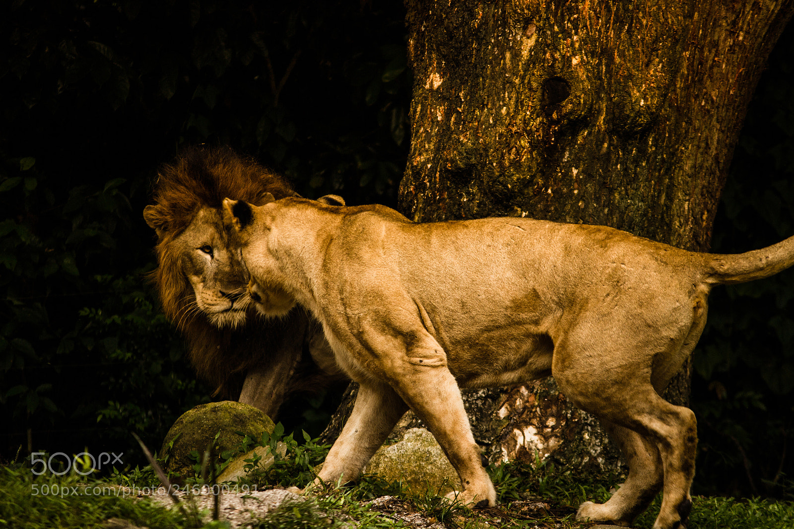 Canon EOS 600D (Rebel EOS T3i / EOS Kiss X5) sample photo. Lion and lioness photography