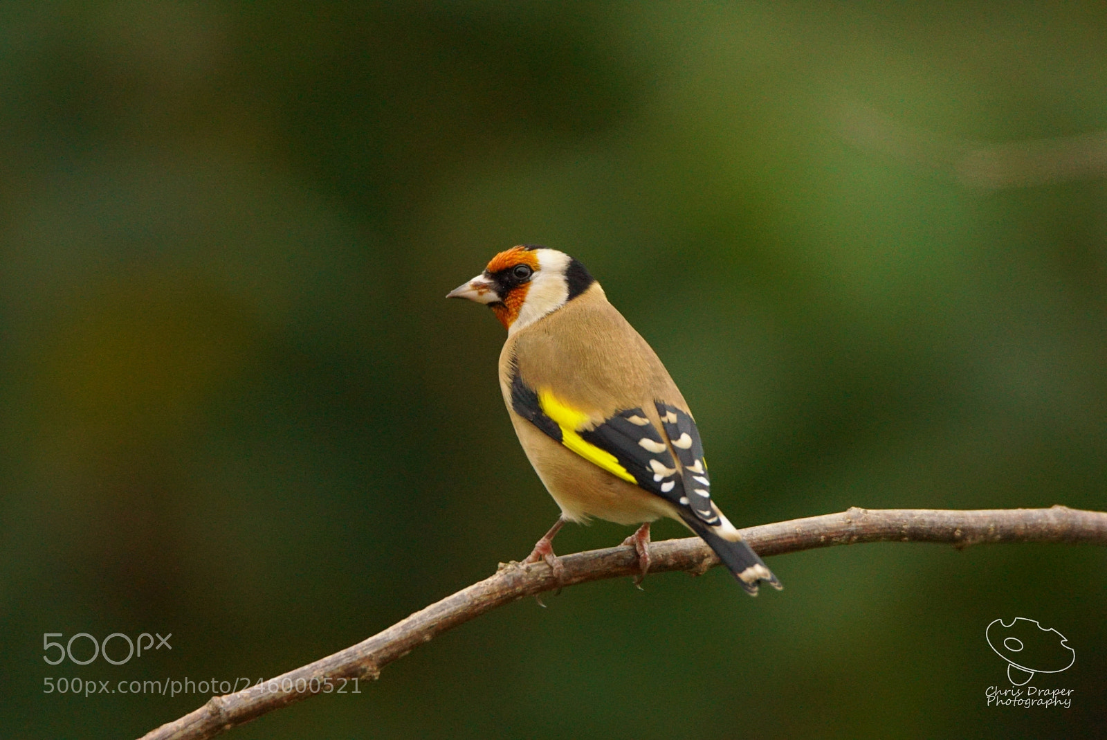 Sony ILCA-77M2 sample photo. Back garden goldfinch photography