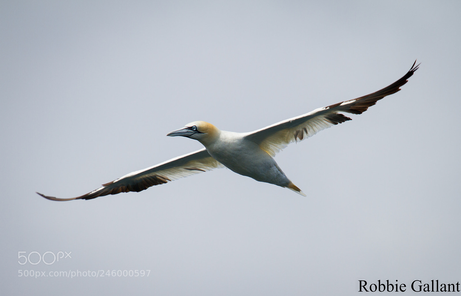 Canon EOS 7D sample photo. Northern gannet in flight photography