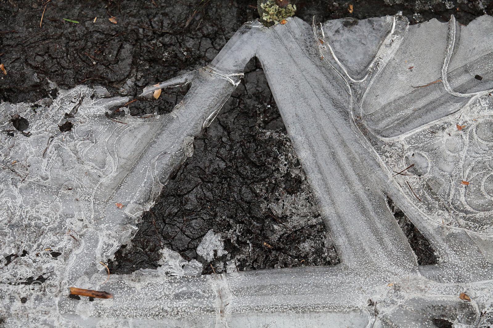 Canon EF 70-300mm F4-5.6L IS USM sample photo. Organic shapes are always round? photography