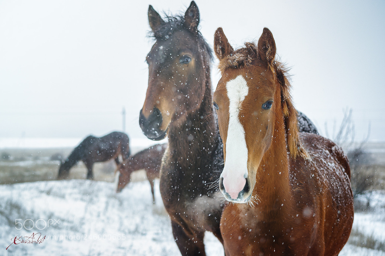 Nikon D3100 sample photo. как смарт объект photography