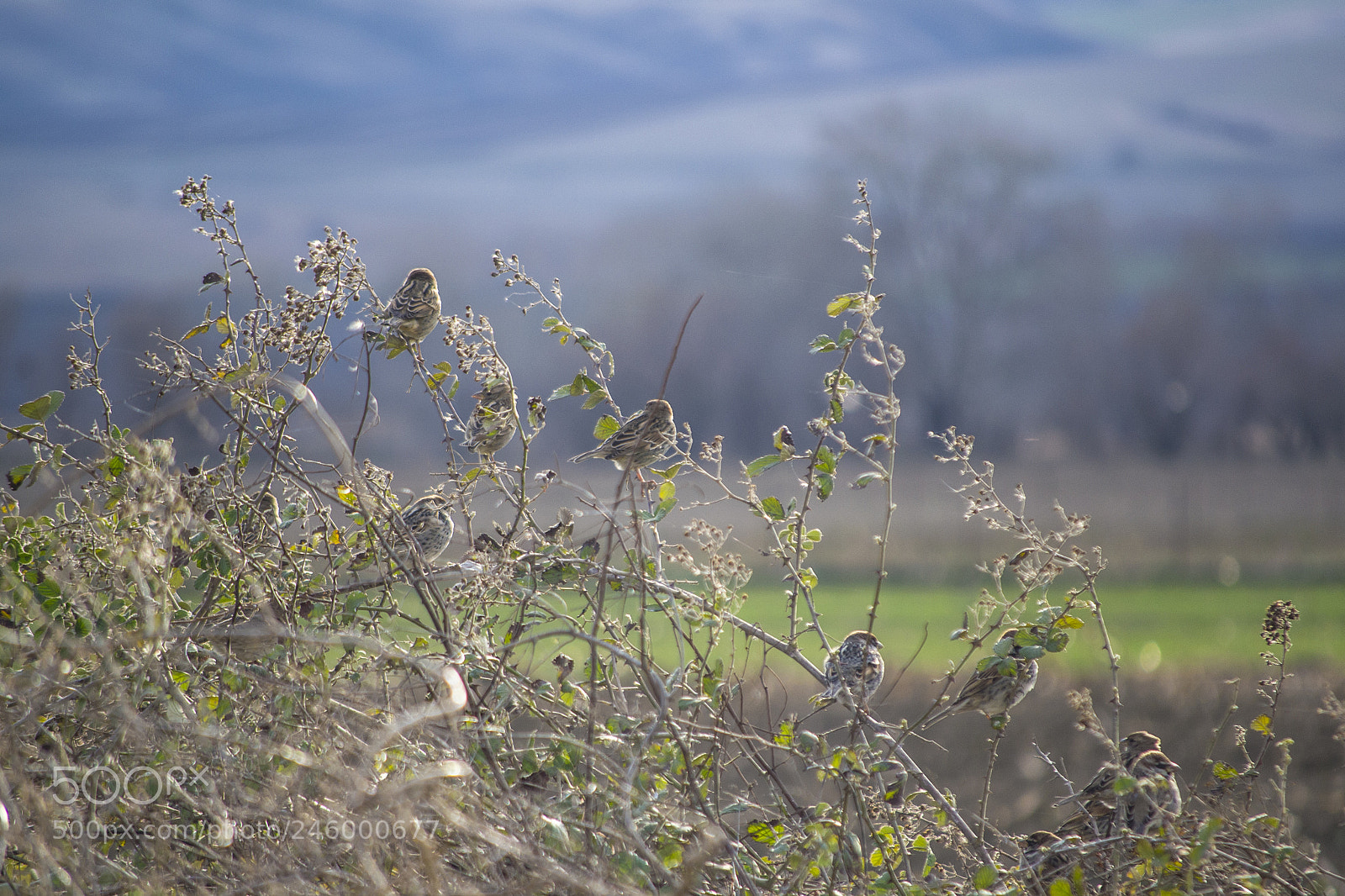 Nikon D3100 sample photo. Sparrows photography
