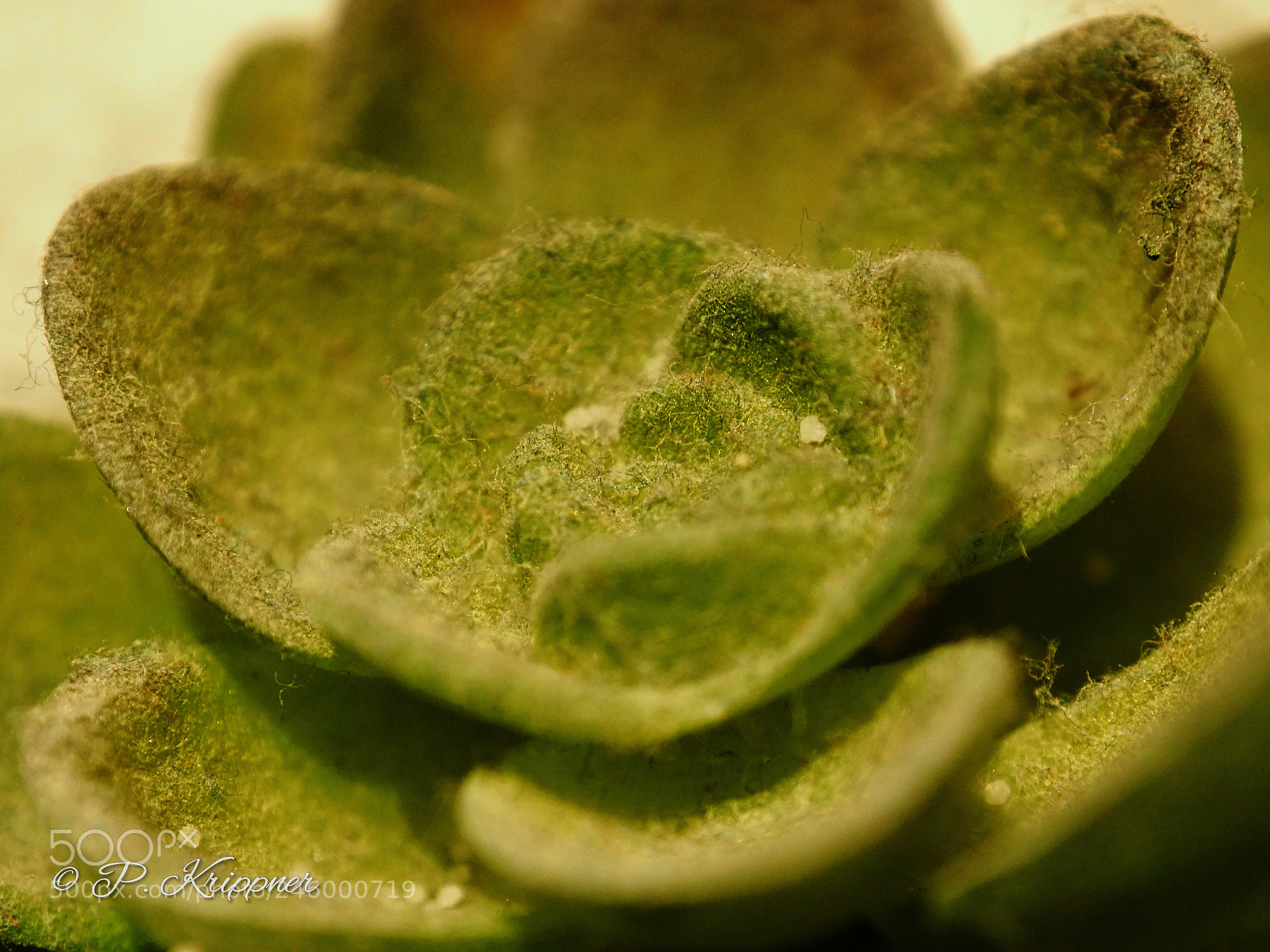 Olympus OM-D E-M1 Mark II sample photo. Untitled photography