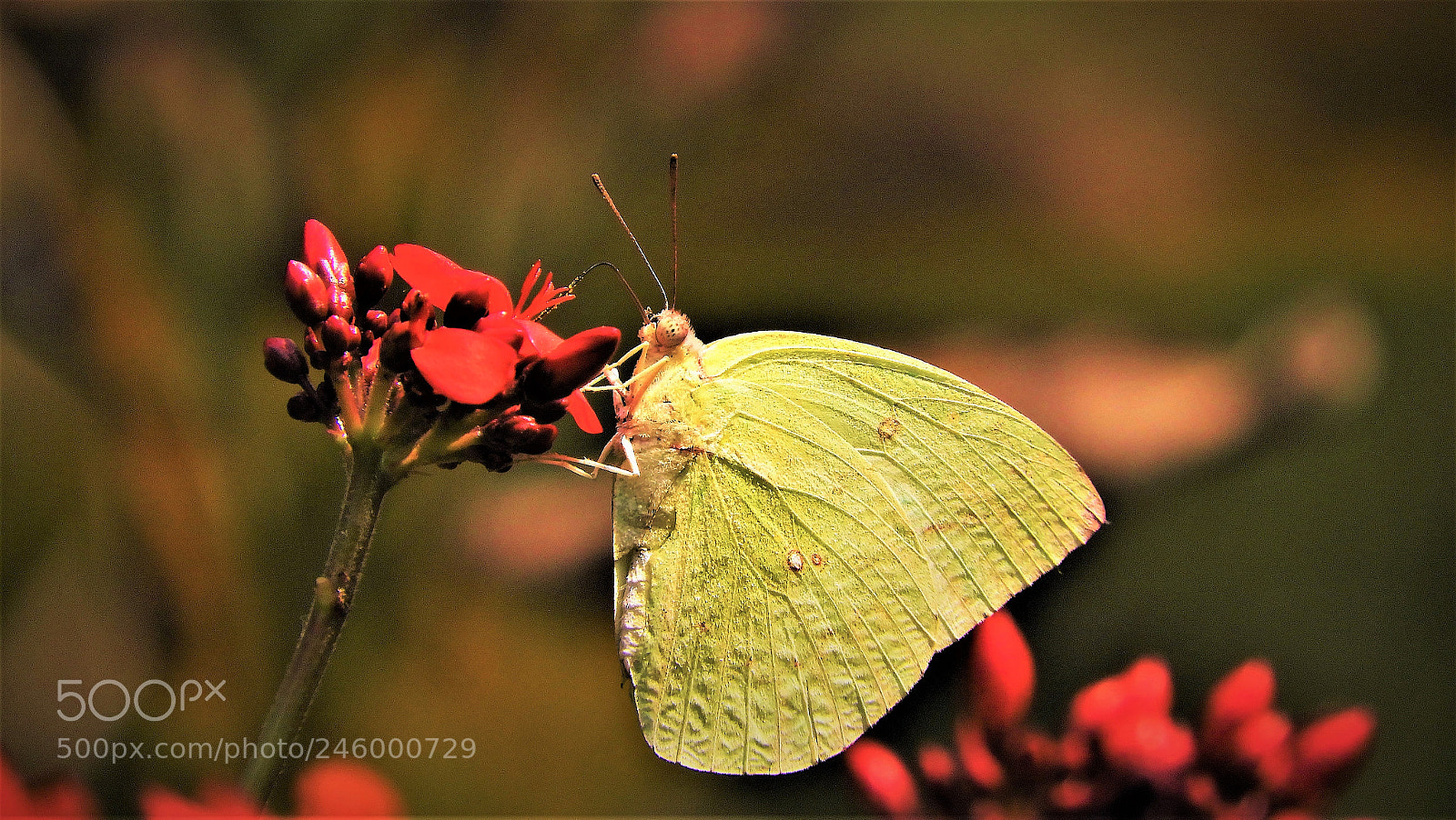 Nikon Coolpix B700 sample photo. Lemon butterfly photography