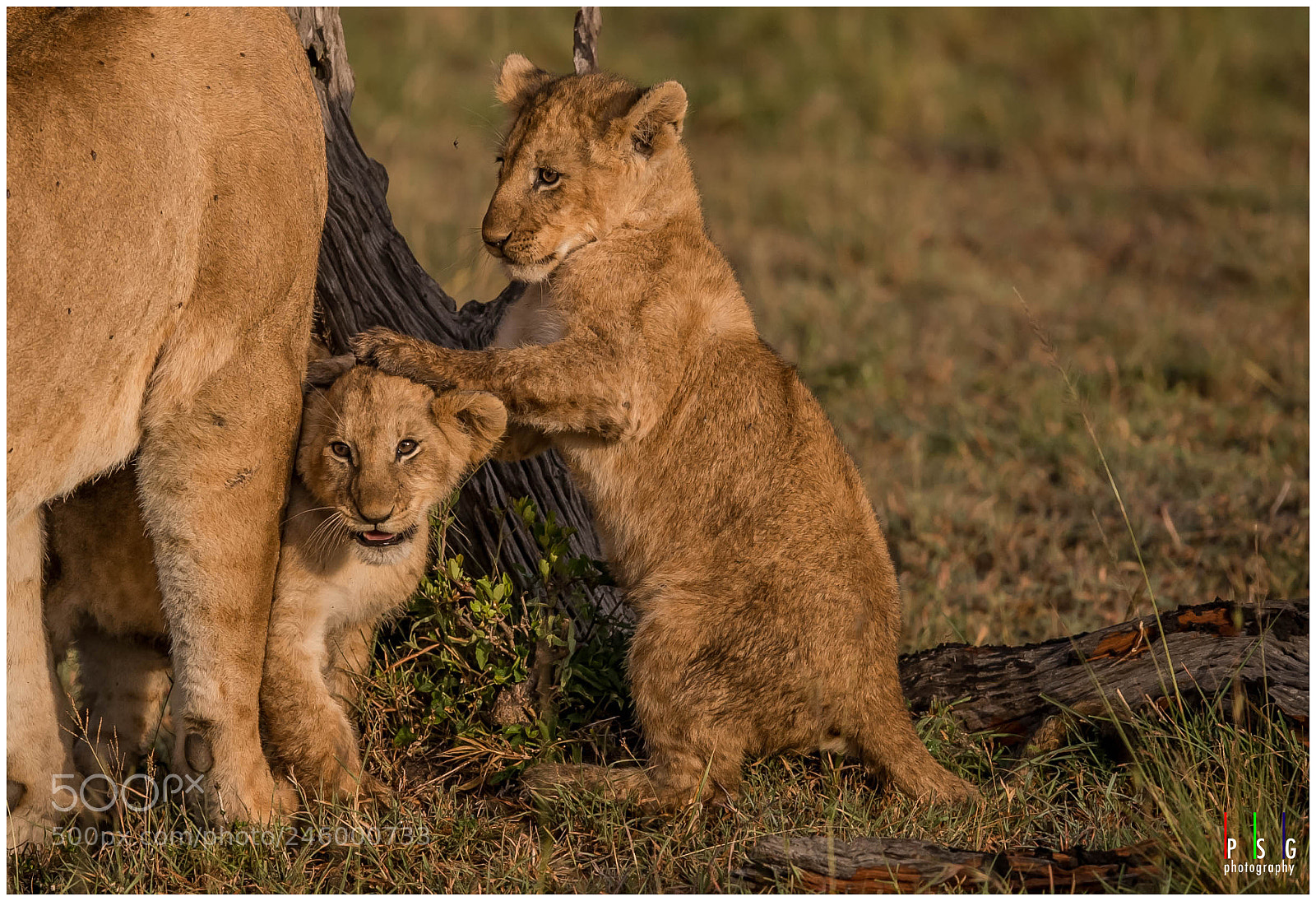 Nikon D5 sample photo. Cubs photography