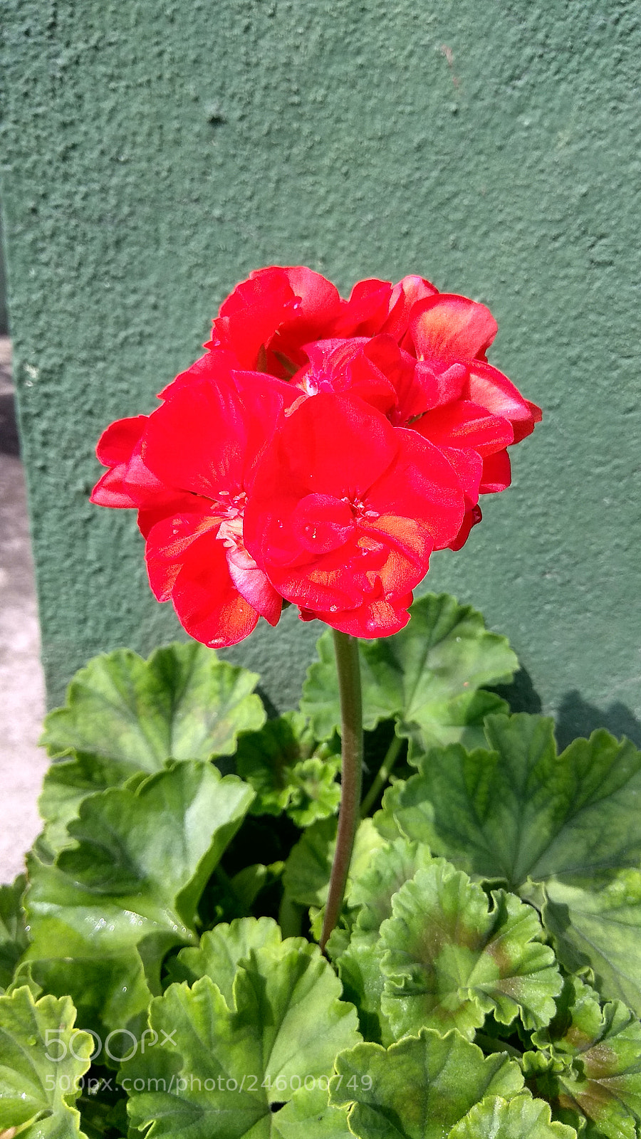 Xiaomi Redmi Note 4 sample photo. Flower photography