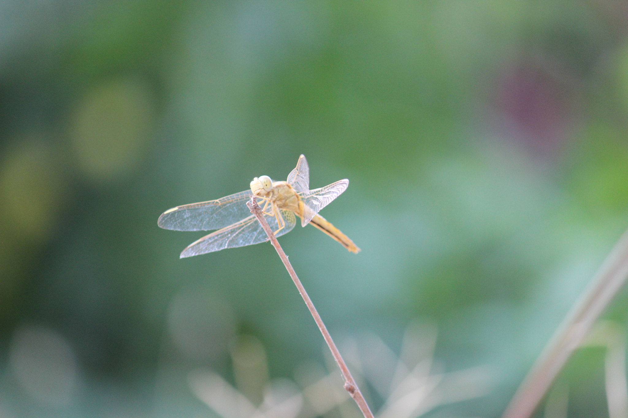 Canon EOS 600D (Rebel EOS T3i / EOS Kiss X5) sample photo. Natural beauty photography