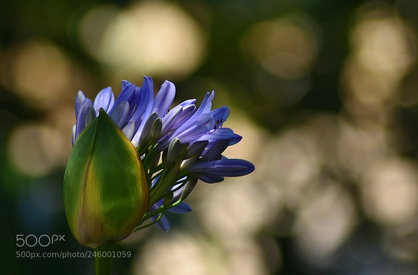 Nikon D7200 sample photo. **** photography