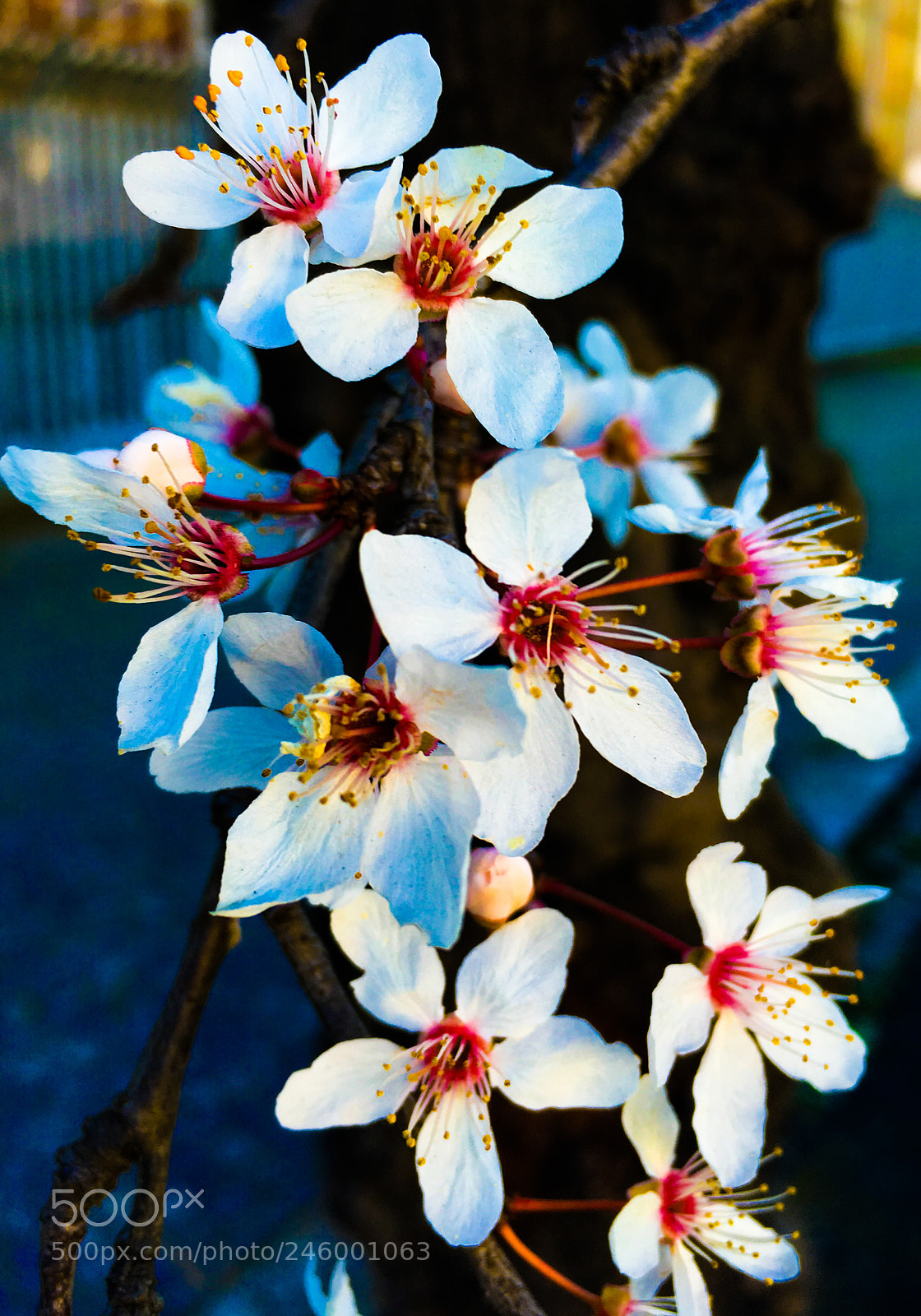 Apple iPhone SE sample photo. Urban flowers photography