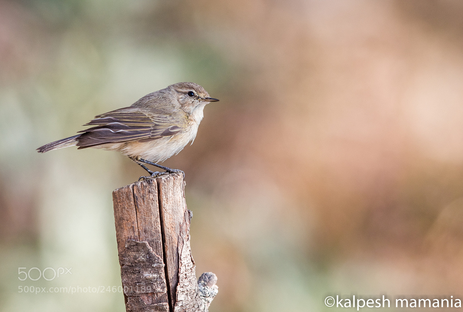 Canon EOS 5DS R sample photo. Common chiffchaff photography