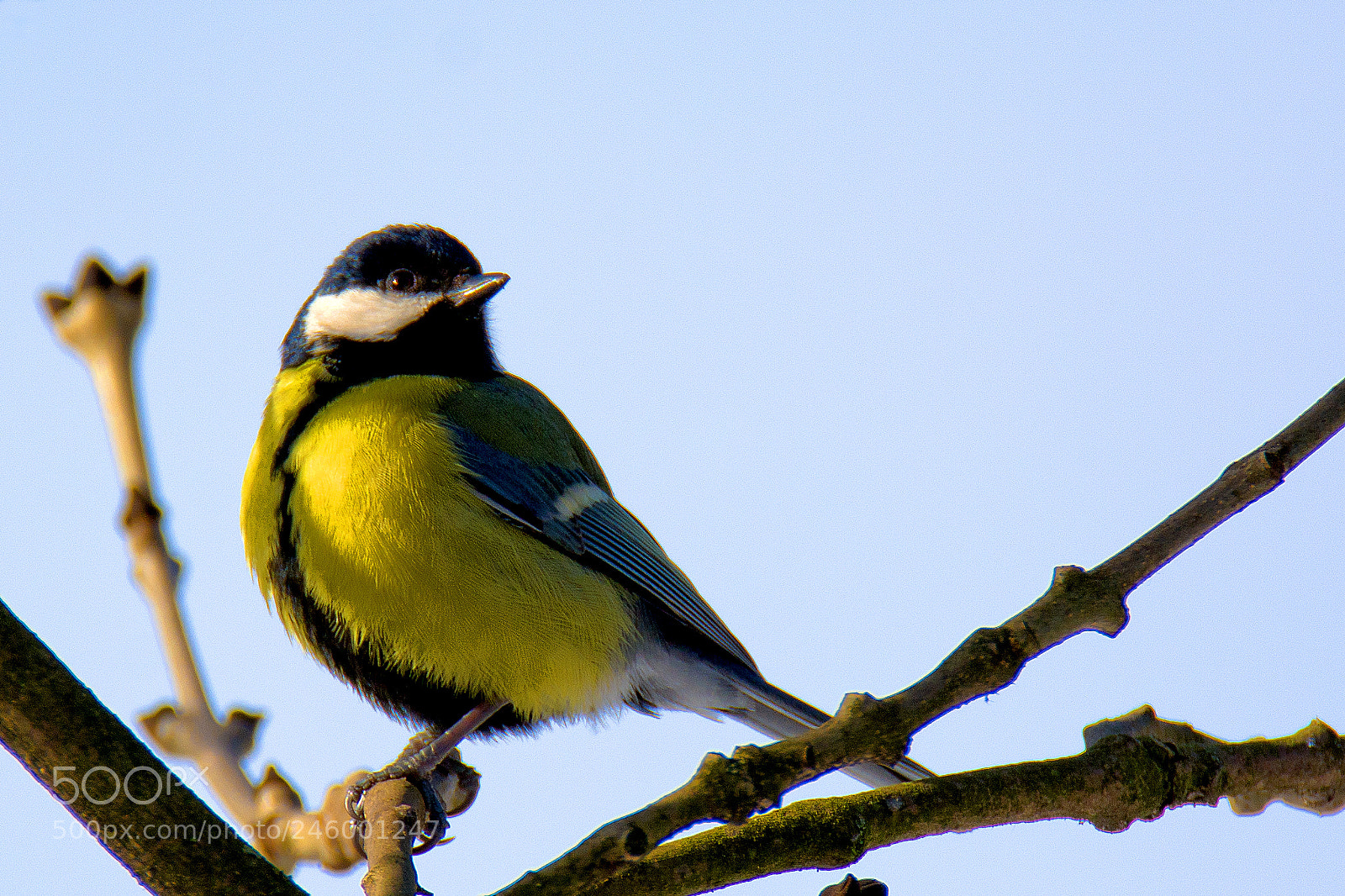 Nikon D7100 sample photo. Great tit (parus major) photography
